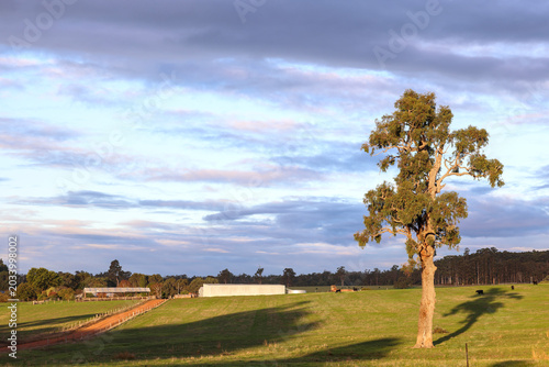 Foto Large Eucalyptus tree in open grassland, with dramatic sky