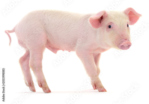 Little Pink Piglet Isolated on White Background