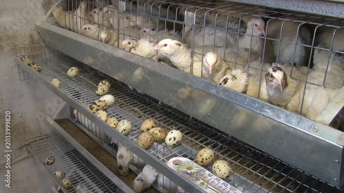 Poultry farming. A farm specializing in the production of quail eggs. Quail eggs are a healthy food.