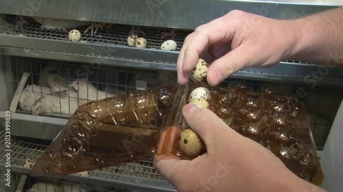 Poultry farming. A farm specializing in the production of quail eggs. Quail eggs are a healthy food.