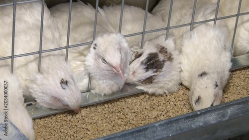 Poultry farming. A farm specializing in the production of quail eggs. Quail eggs are a healthy food.