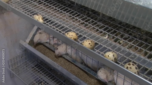 Poultry farming. A farm specializing in the production of quail eggs. Quail eggs are a healthy food.