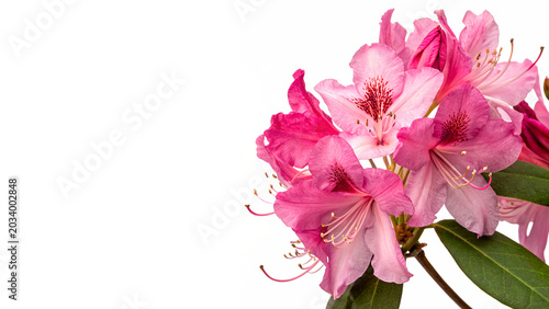 Schilderij op canvas Lush cluster of beautiful blooming pink rhododendron flowers isolated on transpa