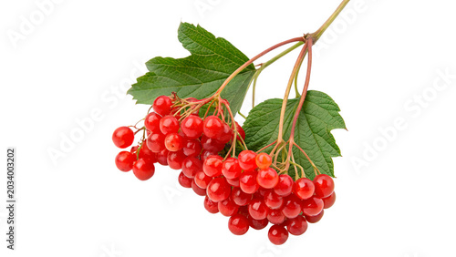 Foto Fresh branch cluster of red viburnum guelder rose berries isolated on transparen