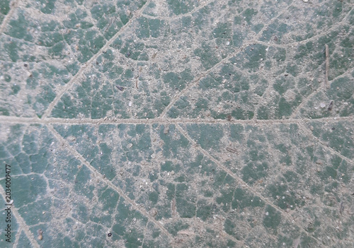 Photos Green Leaf Covered With Dry Mud Layers Featuring Cracks And Organic Vein Texture