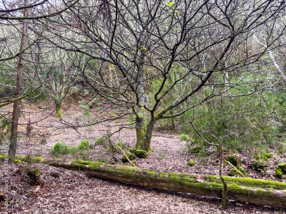 Fototapeta premium broadleaf and pine forest on the slopes of Table Mountain