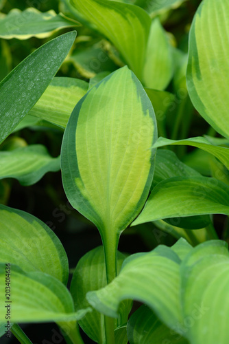 Plantain lily leaves with light green centers - Latin name - Hosta Pauls Glory