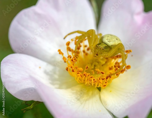 Yellow Crab Spider Resting on White Wild Rose Blossom in Garden Macro