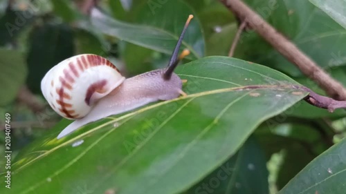 Macro shot of a land snail, tree snail, or albino snail (Amphidromus perversus) crawling slowly on a leaf. Its slime is also often used as a skin treatment.