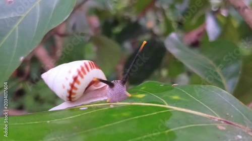 Macro shot of a land snail, tree snail, or albino snail (Amphidromus perversus) crawling slowly on a leaf. Its slime is also often used as a skin treatment.