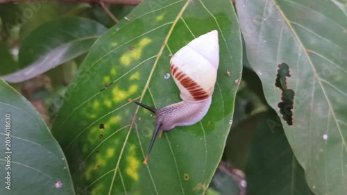 Macro shot of a land snail, tree snail, or albino snail (Amphidromus perversus) crawling slowly on a leaf. Its slime is also often used as a skin treatment.