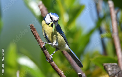 Blaumeise mit einem Insekt im Schnabel 