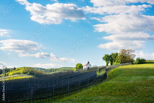 Tableau sur toile Neckenmarkt Austria Vineyards before harvest with small chapel