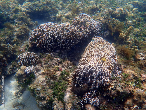 Large soft coral on tropical reef