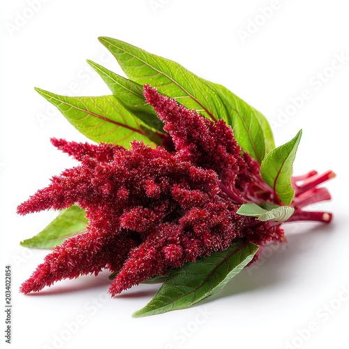 Amaranth Flower Bunch: Crimson Blooms and Green Leaves on White Background
