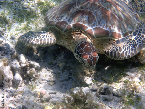 snorkeling with a green sea turtle at gili trawangan