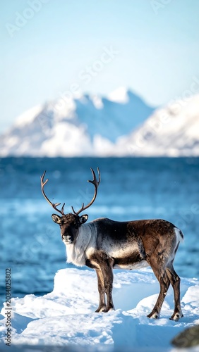 Solitary Arctic Reindeer Standing on Snowy Ice by Blue Ocean and Distant Mountains