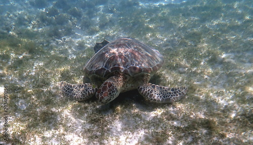 snorkeling with a green sea turtle at gili trawangan