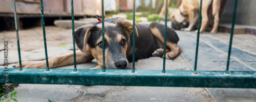Foto Homeless Dog Waiting for Adoption in Animal Shelter Cage