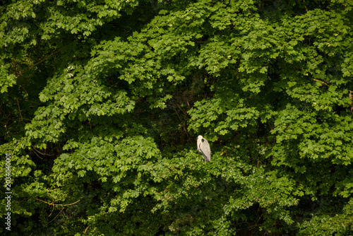 Photos Grey heron resting in dense green foliage