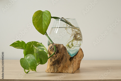 Quadro su tela Poto muchas hojas verdes en un soporte de agua transparente