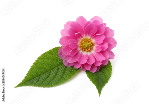 pink dahlia isolated on white