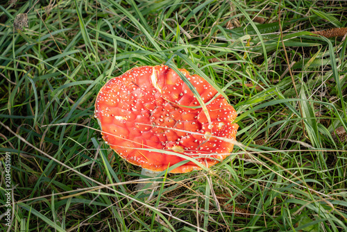 Fényképezés Fly agaric amanita muscaria