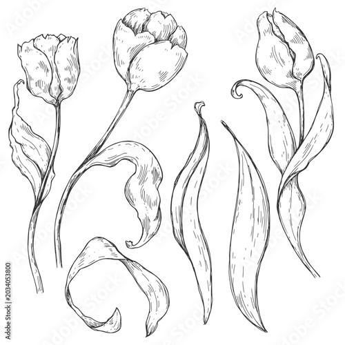 Sketch pen and ink vintage tulips illustration, draft silhouette drawing, black isolated on white background. Botanical graphic etching design.