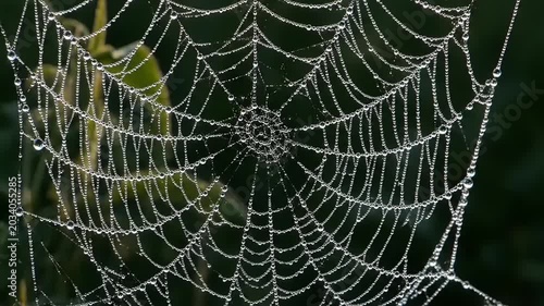 Dew drops on a spider web in the morning light.