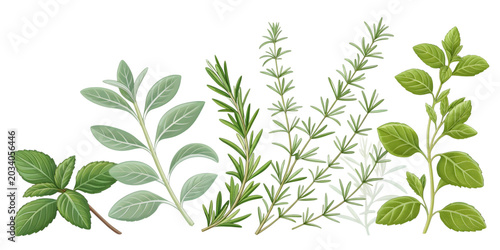 Assorted herb branches and leaves vector illustration on transparent background