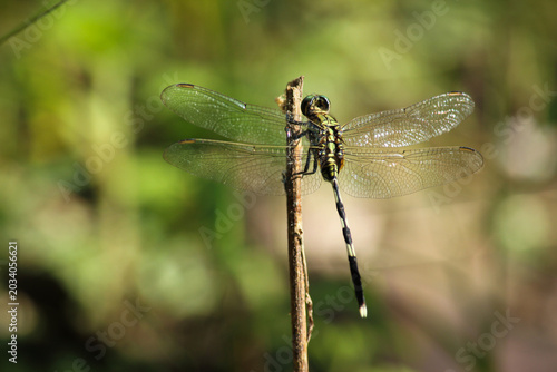 Close-Up Dragonfly Perched On Thin Stem With Transparent Veined Wings In Green Nature
