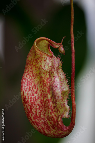 Close-Up Red and Green Pitcher Plant (Nepenthes) Hanging Tropical Carnivorous Plant Trap Macro Photo