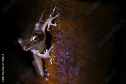 Close-Up Night Tree Frog Clinging To Wet Wood Surface With Reflective Eyes And Sticky Toes