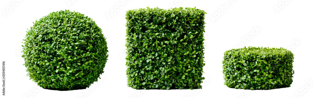 Obraz premium Three Topiary Bushes: Sphere, Cube, and Small Cube