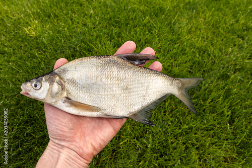 Foto Fisherman holding a freshly caught raw bream fish over green grass