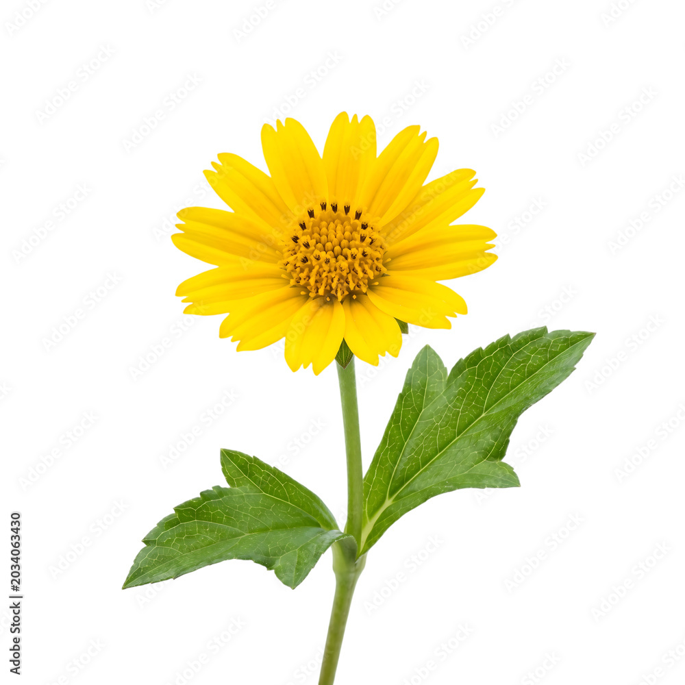 Fototapeta premium Vibrant Yellow Wedelia Flower with Green Leaves Isolated on Transparent Background