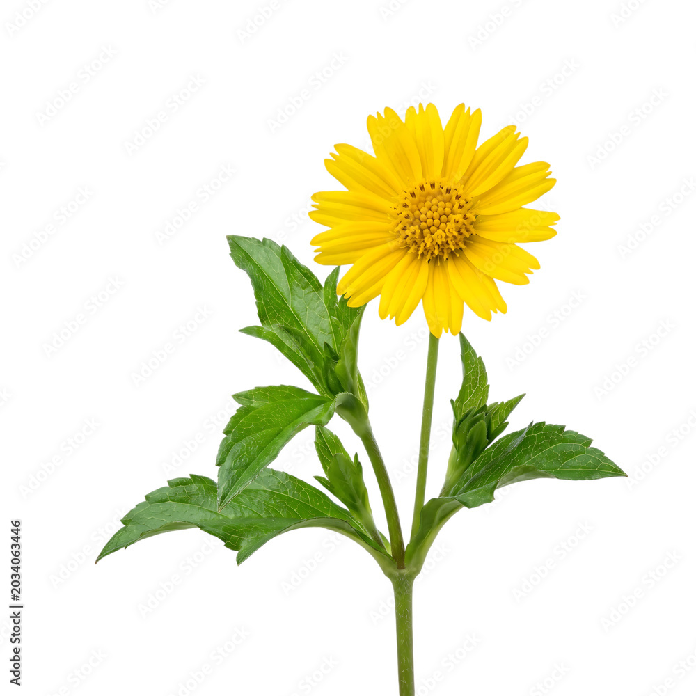 Naklejka premium Vibrant Yellow Wedelia Flower with Green Leaves Isolated on Transparent Background