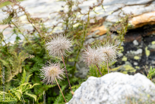 Fotografi Close-up of the hairy, feathery seed heads of an alpine pasqueflower (Pulsatilla alpina) growing among stones and green ferns in a highland landscape