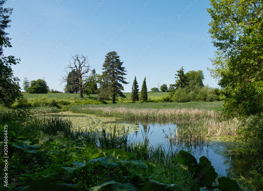Fototapeta premium A Lake With Trees