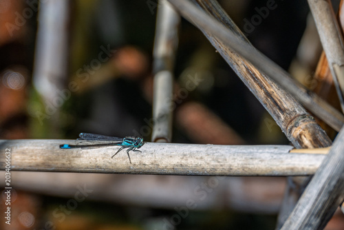 Bilde på lerret Demoiselle bleue isolée posée horizontalement sur une tige de roseau sec en bord