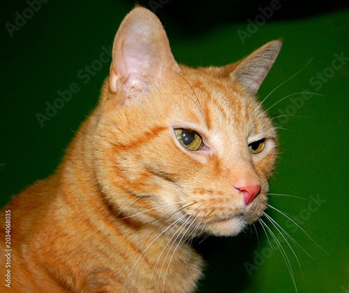 фотографія Orange Tabby Cat Close Up Portrait Featuring Stunning Green Eyes Against A Green