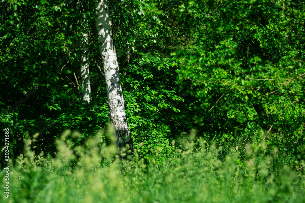 Fototapeta premium White birch among green spring foliage.