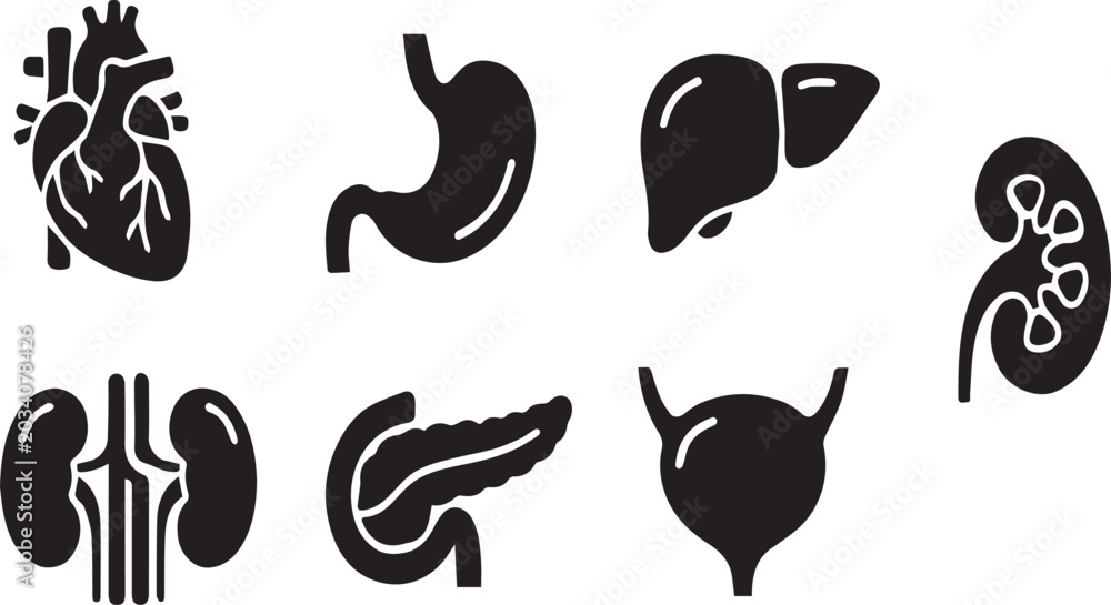 Obraz premium Human organ icons set heart stomach liver kidney pancreas lung and bladder