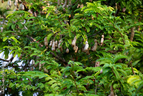 Numerous ripe tamarind fruits hang from the tamarind tree. Tamarind fruit hang on the tree branch.
