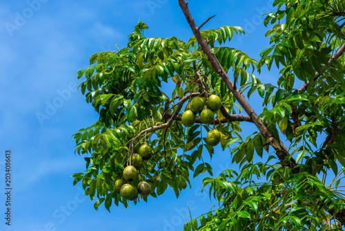 Hog Plum fruit hanging on the tree. Hanging high and green Spondias mombin sour fruit on sky background.