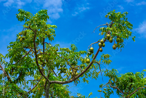 Hog Plum fruit hanging on the tree. Hanging high and green Spondias mombin sour fruit on sky background.