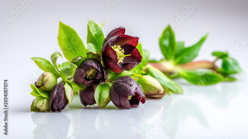 Dark red hellebore flowers and buds with green leaves hellebore botanical close