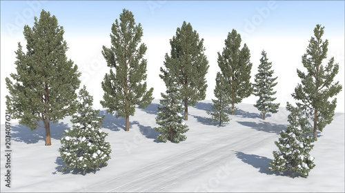 A collection of evergreen trees and firs in a snowy landscape with a path, fir tree
