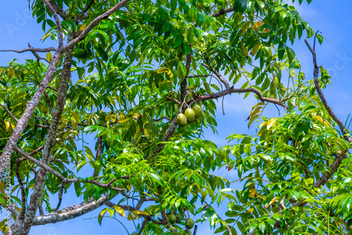 Hog Plum fruit hanging on the tree. Hanging high and green Spondias mombin sour fruit on sky background.