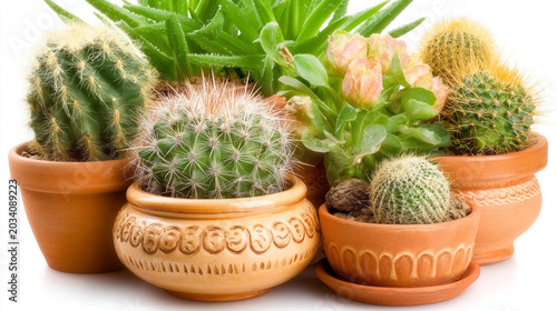 Assortment of cacti and succulents in terracotta pots with plant pot, desert plant
